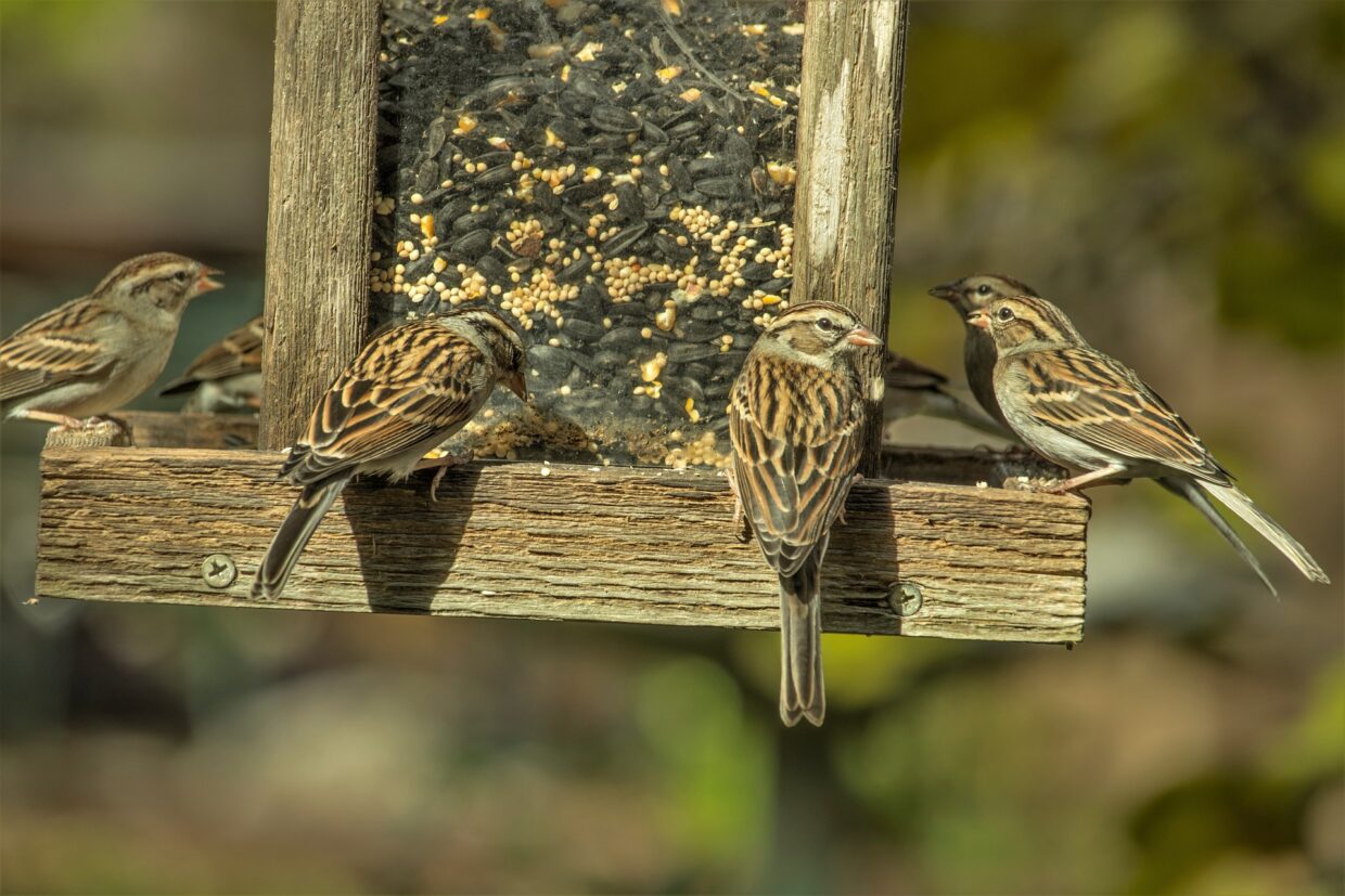 sparrows-3881399_1920